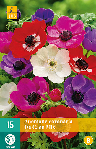 X 15 ANEMONE CORONARIA DE CAEN MIX 5/6 X 15 ANEMONE CORONARIA DE CAEN MIX 5/6