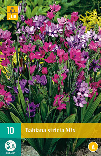 X 10 BABIANA STRICTA MIX 5/+