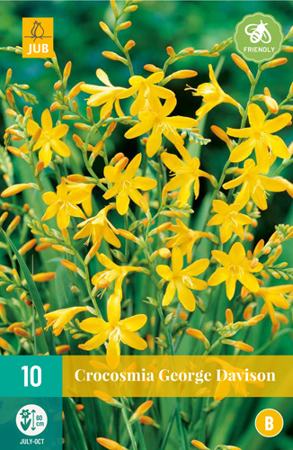 X 10 CROCOSMIA GEORGE DAVISON 8/+