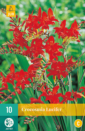 X 10 CROCOSMIA LUCIFER 10/+