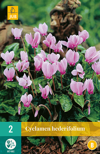 X   2 CYCLAMEN HEDERIFOLIUM VJ 13/15