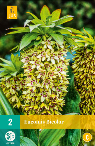 X 2 EUCOMIS BICOLOR 14/16 X 2 EUCOMIS BICOLOR 14/16