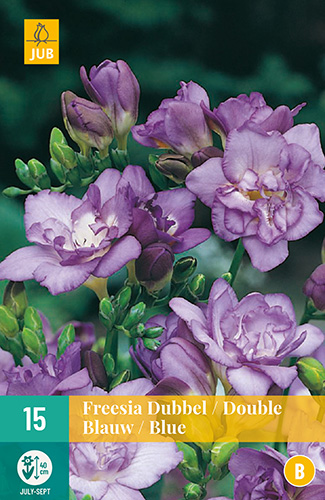 15 FREESIA DUBBEL BLAUW 5/+