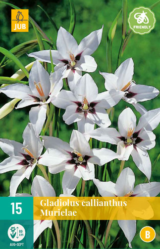 X 15 GLADIOLUS CALLIANTHUS MURIELAE 8/10