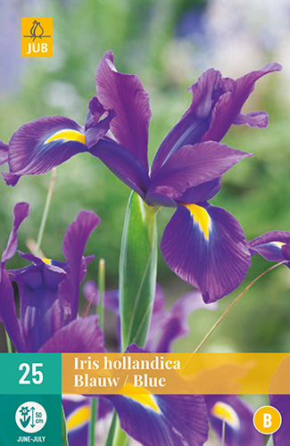X 25 IRIS HOLLANDICA BLAUW VJ 7/8