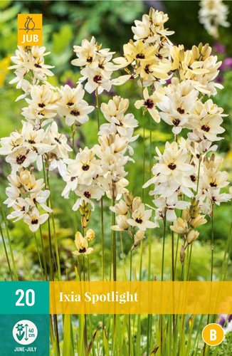 X 20 IXIA SPOTLIGHT 5/+