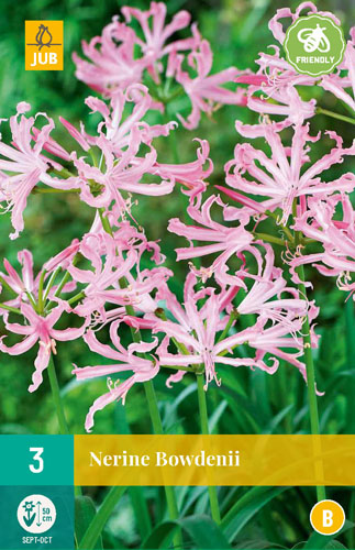 X   3 NERINE BOWDENII 12/14