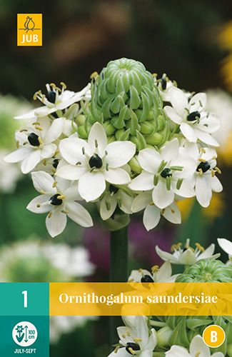 X 1 ORNITHOGALUM SAUNDERSIAE 18/+ X 1 ORNITHOGALUM SAUNDERSIAE 18/+