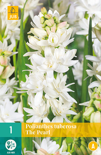 X   1 POLIANTHES TUBEROSA THE PEARL 12/14