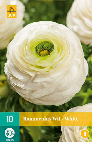 X 10 RANUNCULUS WIT 6/7 X 10 RANUNCULUS WIT 6/7
