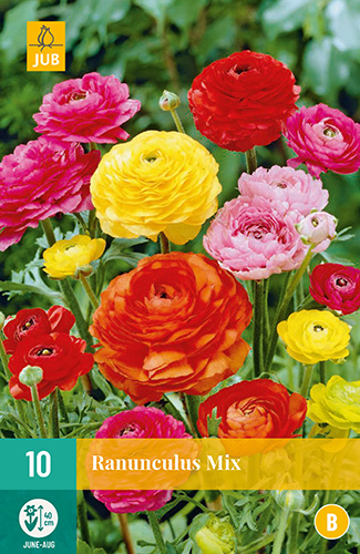 X 10 RANUNCULUS MIX VJ 6/7 X 10 RANUNCULUS MIX VJ 6/7