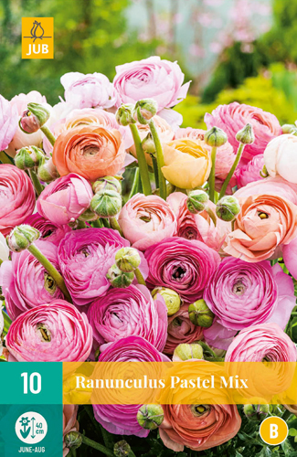 X 10 RANUNCULUS PASTEL MIX VJ 6/7 X 10 RANUNCULUS PASTEL MIX VJ 6/7