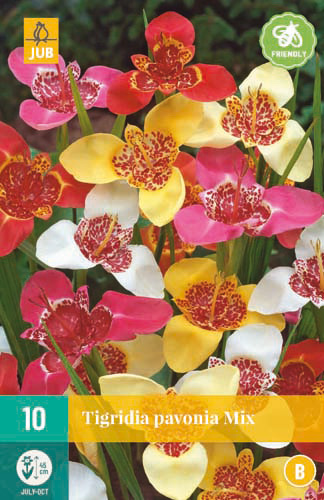 X 10 TIGRIDIA PAVONIA MIX 7/9 X 10 TIGRIDIA PAVONIA MIX 7/9