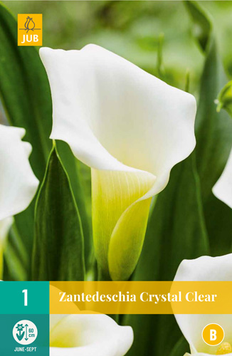 X 1 ZANTEDESCHIA CRYSTAL CLEAR 14/16 X 1 ZANTEDESCHIA CRYSTAL CLEAR 14/16