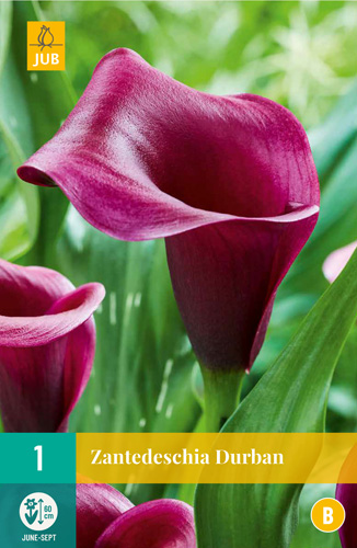 X   1 ZANTEDESCHIA DURBAN 14/16