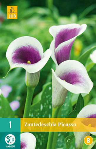 X   1 ZANTEDESCHIA PICASSO 14/16