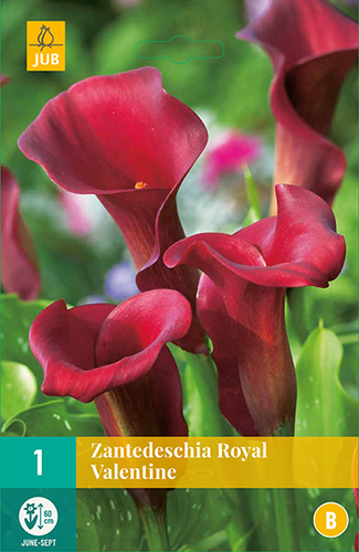 X   1 ZANTEDESCHIA ROYAL VALENTINE 14/16