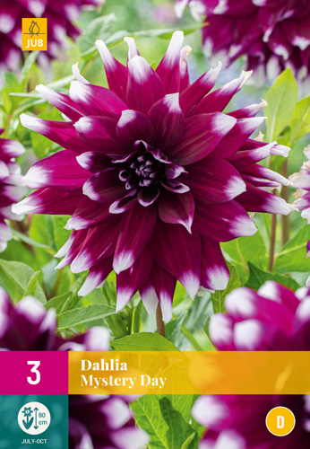 X 3 DAHLIA MYSTERY DAY I