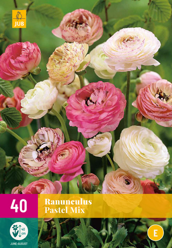 RANUNCULUS PASTEL MIX VJ-NJ 5/6 40 st RANUNCULUS PASTEL MIX VJ-NJ 5/6 40 st
