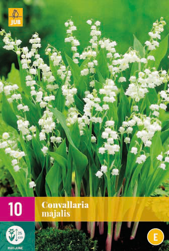 X 10 CONVALLARIA MAJALIS plg.