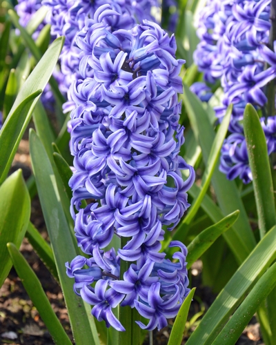 HYACINTHUS BLUE JACKET 15/16 5 st. HYACINTHUS BLUE JACKET 15/16 5 st.