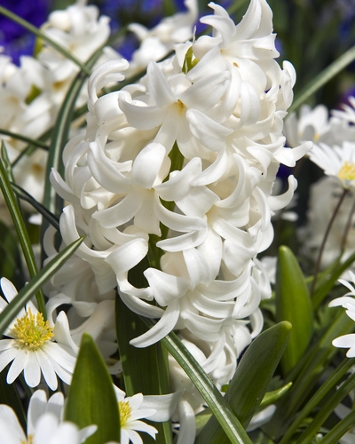 HYACINTHUS CARNEGIE 15/16 5 st. HYACINTHUS CARNEGIE 15/16 5 st.