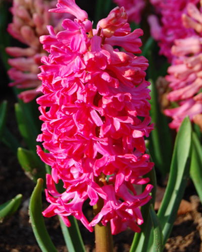 HYACINTHUS JAN BOS 15/16 5 st. HYACINTHUS JAN BOS 15/16 5 st.