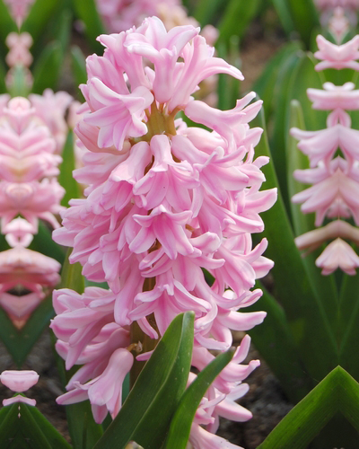 HYACINTHUS PINK SURPRISE 15/16 5 st. HYACINTHUS PINK SURPRISE 15/16 5 st.