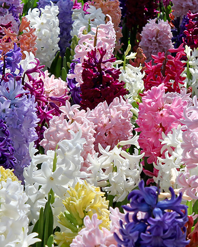 HYACINTHUS MIX 15/16 5 st. HYACINTHUS MIX 15/16 5 st.