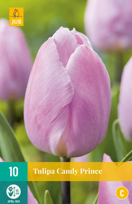 TULIPA CANDY PRINCE 11/12 10 st. TULIPA CANDY PRINCE 11/12 10 st.