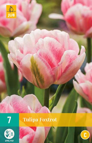 TULIPA FOXTROT 11/12 7 st. TULIPA FOXTROT 11/12 7 st.