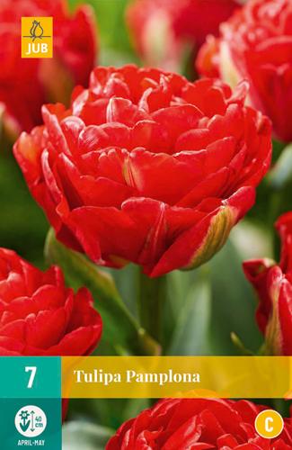TULIPA PAMPLONA 11/12 7 st. TULIPA PAMPLONA 11/12 7 st.