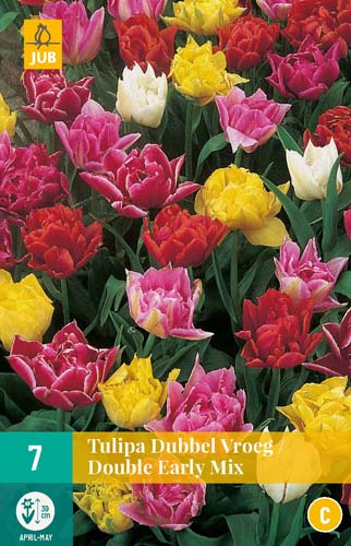 TULIPA DUBBEL VROEG MI11/12 7 st. TULIPA DUBBEL VROEG MI11/12 7 st.