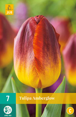TULIPA AMBERGLOW 11/12 7 st. TULIPA AMBERGLOW 11/12 7 st.