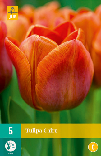 TULIPA CAIRO 11/12 5 st. TULIPA CAIRO 11/12 5 st.