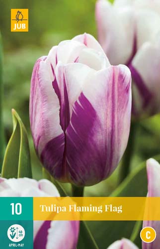 TULIPA FLAMING FLAG 11/12 10 st. TULIPA FLAMING FLAG 11/12 10 st.