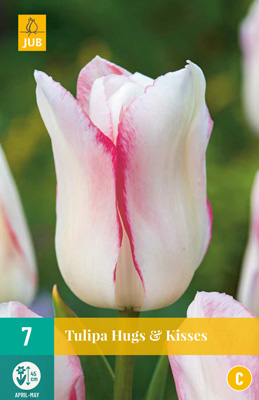 TULIPA HUGS & KISSES 11/12 7 st. TULIPA HUGS & KISSES 11/12 7 st.