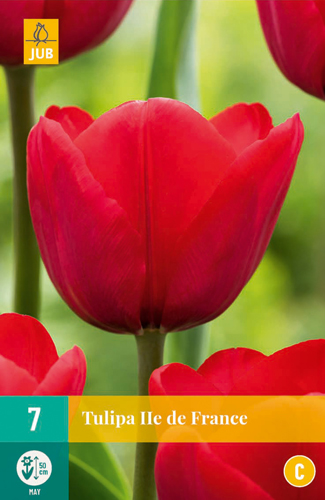 TULIPA ILE DE FRANCE 11/12 7 st. TULIPA ILE DE FRANCE 11/12 7 st.