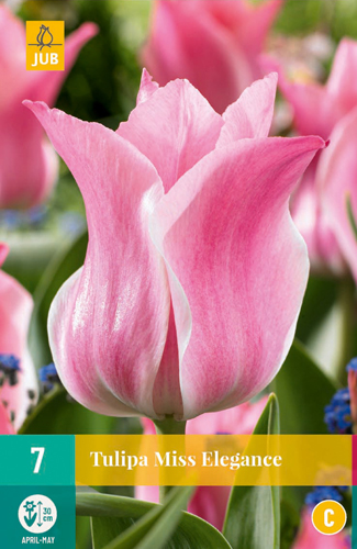 TULIPA MISS ELEGANCE 11/12   7 st.