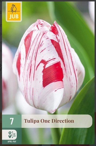 Tulipa One Direction