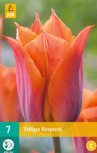 TULIPA REQUEST 11/12 7 st TULIPA REQUEST 11/12 7 st