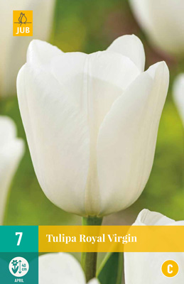 TULIPA ROYAL VIRGIN 11/12 7 st TULIPA ROYAL VIRGIN 11/12 7 st