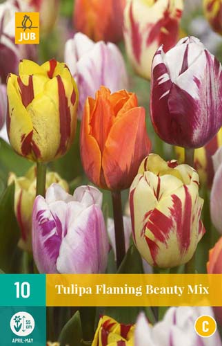 TULIPA FLAMING BEAUTY MIX 11/12 10 st. TULIPA FLAMING BEAUTY MIX 11/12 10 st.