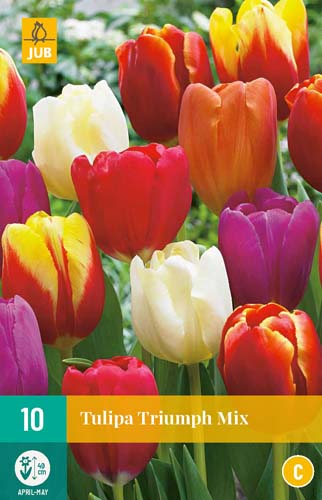 TULIPA TRIUMPH MIX 11/12 10 st. TULIPA TRIUMPH MIX 11/12 10 st.