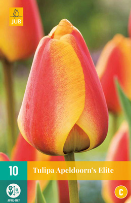 TULIPA APELDOORNS ELITE 11/12 10 st. TULIPA APELDOORNS ELITE 11/12 10 st.