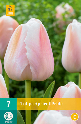 TULIPA APRICOT PRIDE 11/12 7 st TULIPA APRICOT PRIDE 11/12 7 st