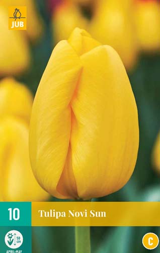 TULIPA NOVI SUN 11/12 10 st. TULIPA NOVI SUN 11/12 10 st.