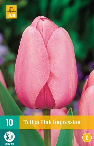TULIPA PINK IMPRESSION 11/12 10 st. TULIPA PINK IMPRESSION 11/12 10 st.