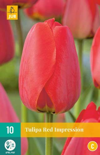 TULIPA RED IMPRESSION 11/12 10 st. TULIPA RED IMPRESSION 11/12 10 st.