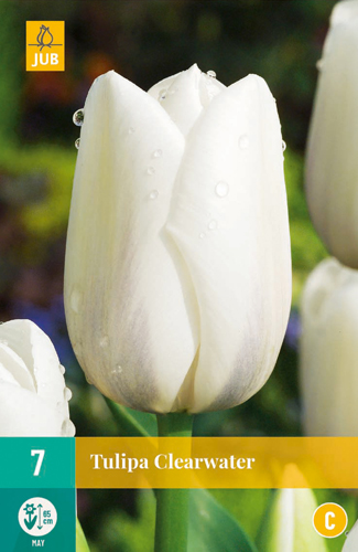 TULIPA CLEARWATER 11/12 7 st TULIPA CLEARWATER 11/12 7 st